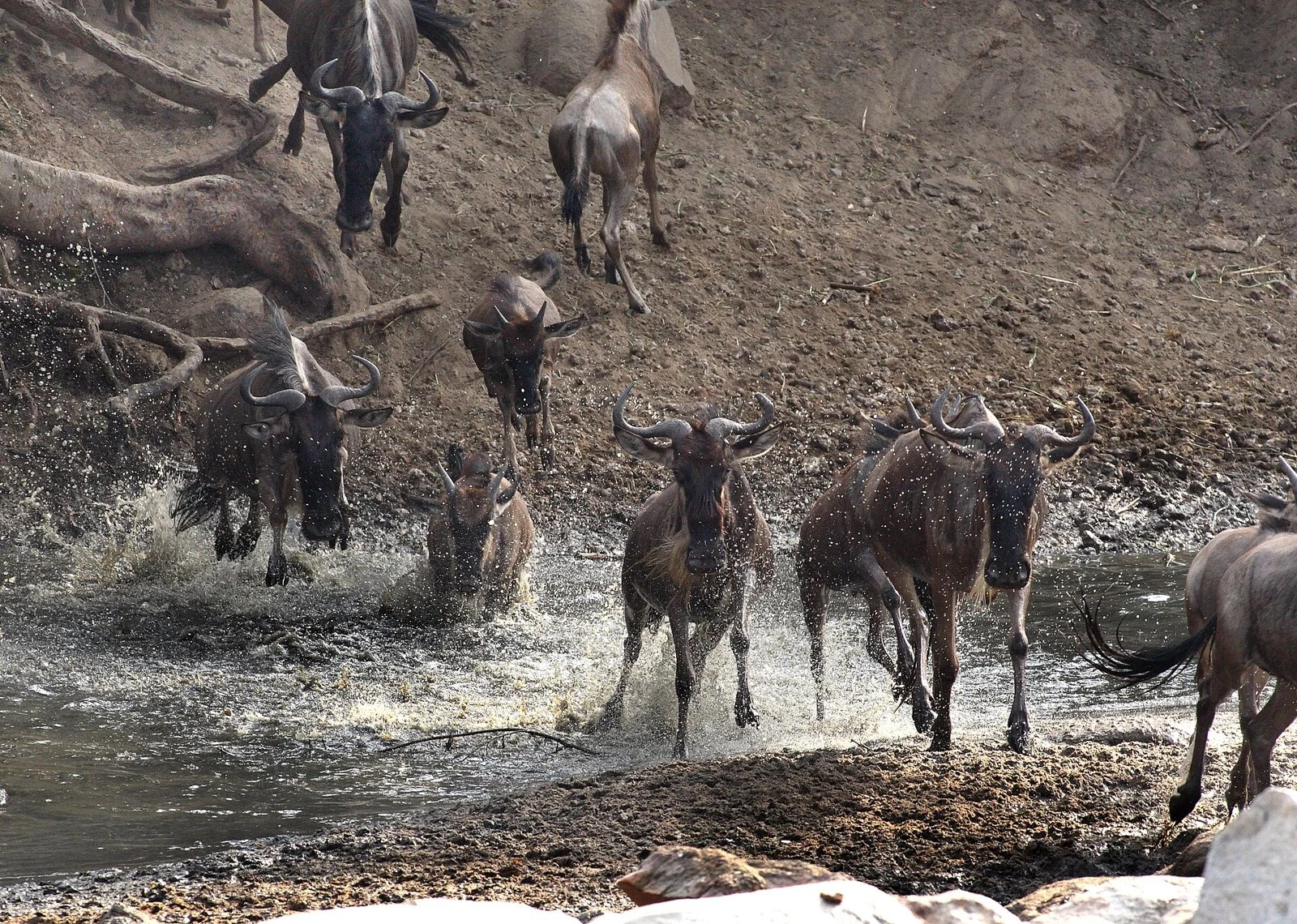 Grumeti Game Reserve — Tanzania