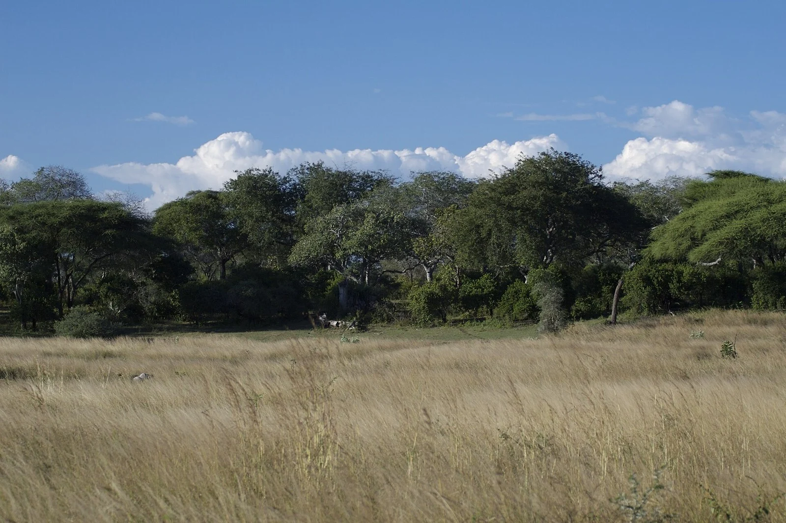 Katavi National Park — Tanzania