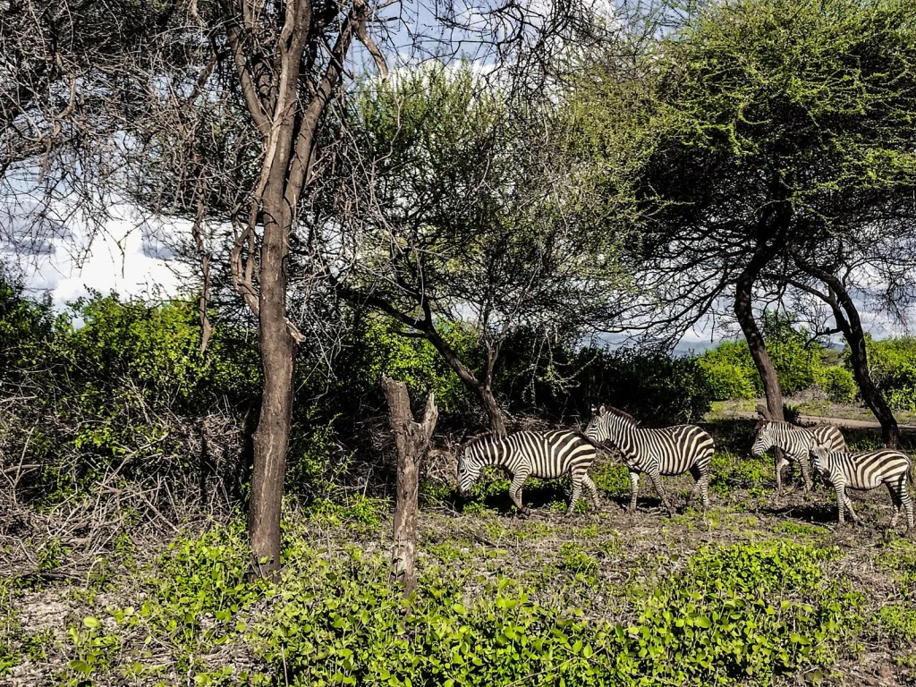 Pundamilia (Zebras) at Manyara National Park.jpg