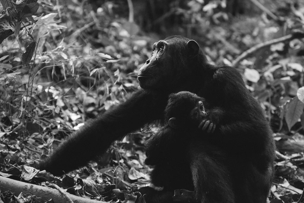 Chimpanzee and infant — Mahale Mountains