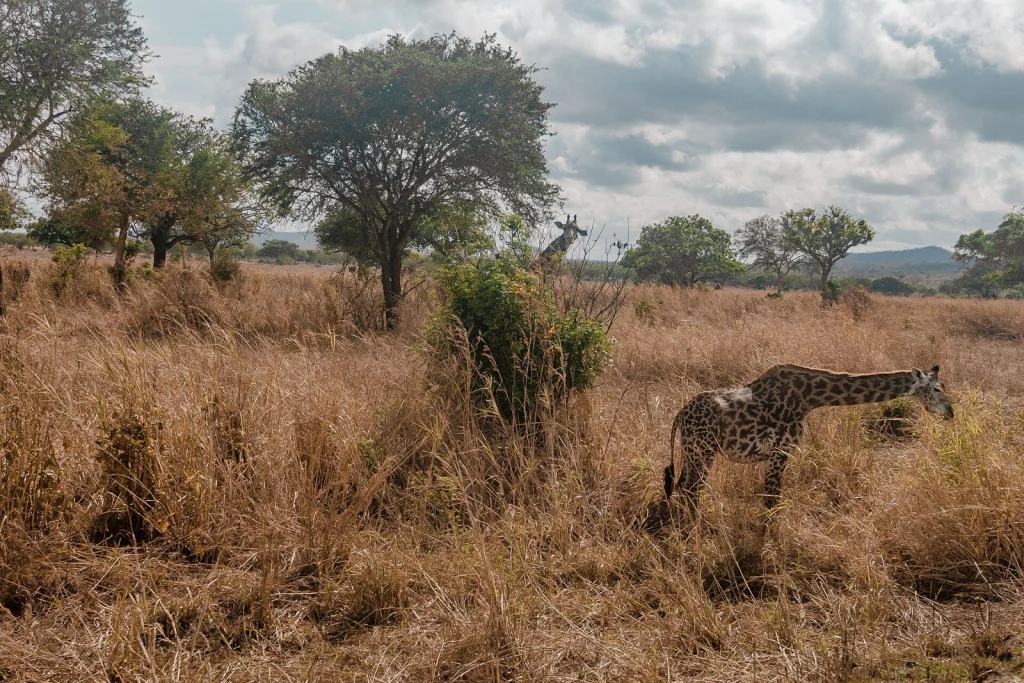 Mikumi National Park — Tanzania