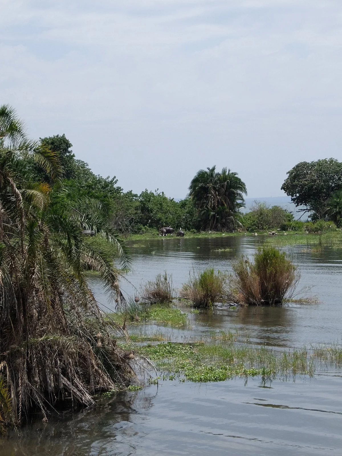 Lakeside habitat — Rubondo Island