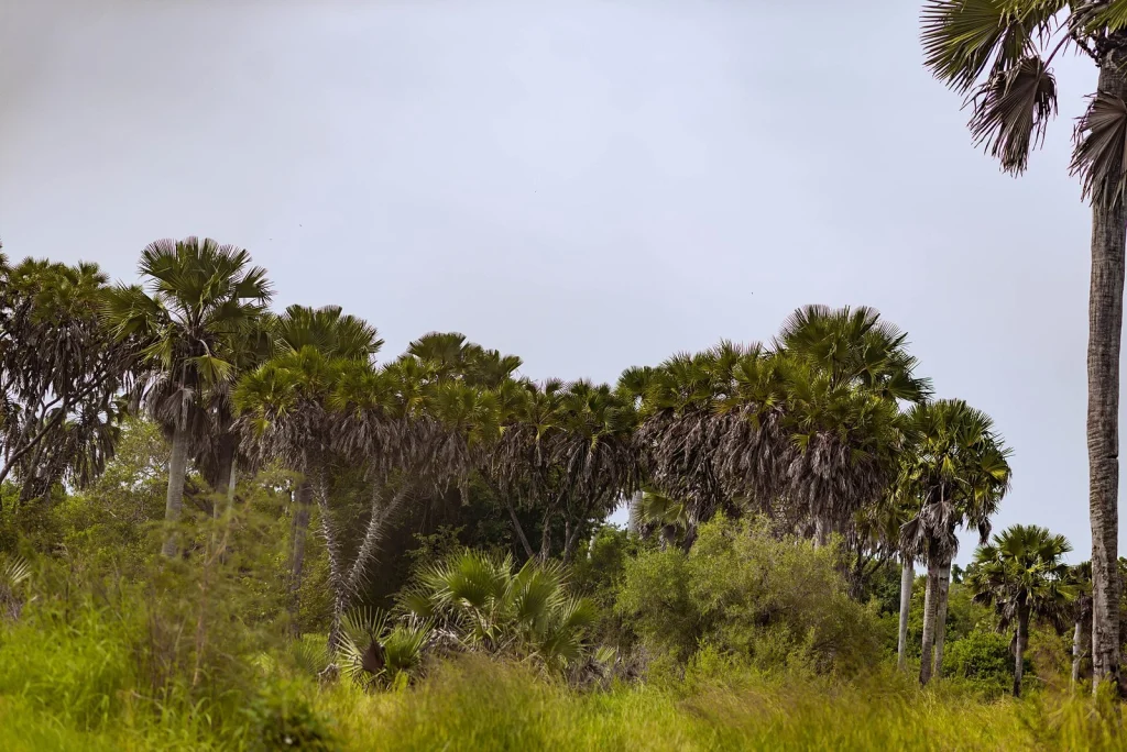 Saadani National Park — Tanzania