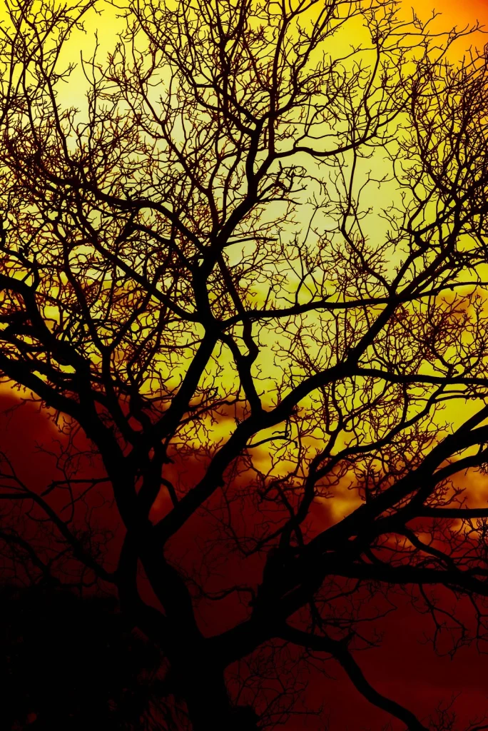 Sunset Saadani National Park.jpg