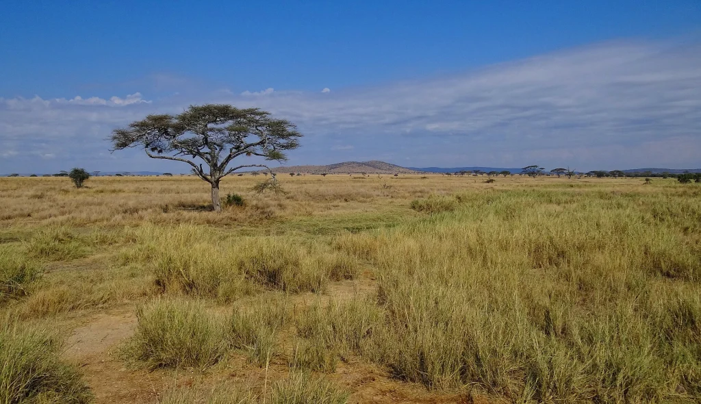 Open grassland in Serengeti National Park